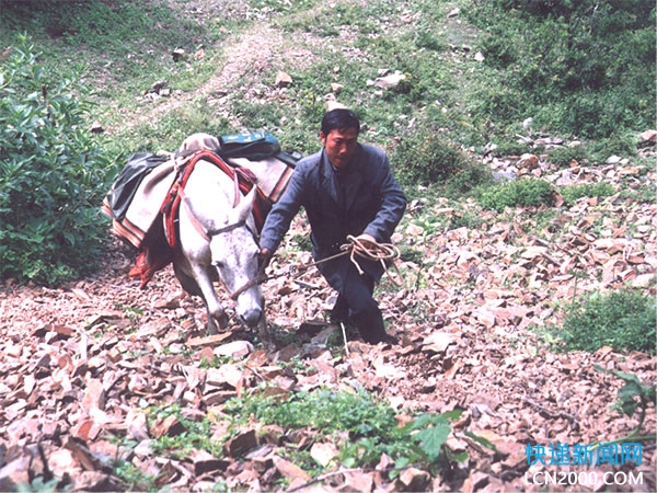 王顺友牵着马爬山送信。    图源:四川邮政