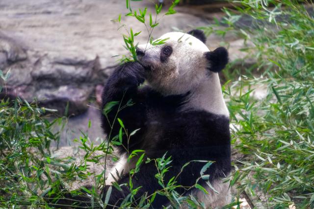 中国快递物流行业首次服务大熊猫运输，“香香”回国“寻找伴侣”